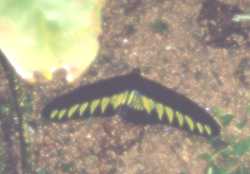 butterfly - 4 Kb