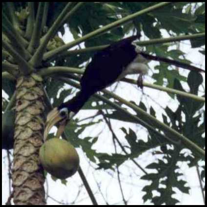 22Kb - Hornbill